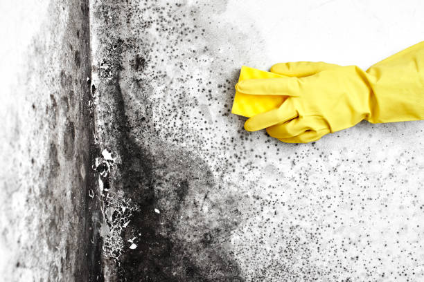 Best Mold Removal and Inspection  in Shackle Island, TN