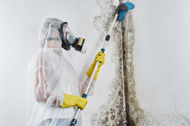 Best Certified Mold Removal  in Shackle Island, TN