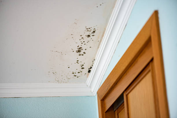 Best Attic Mold Removal  in Shackle Island, TN