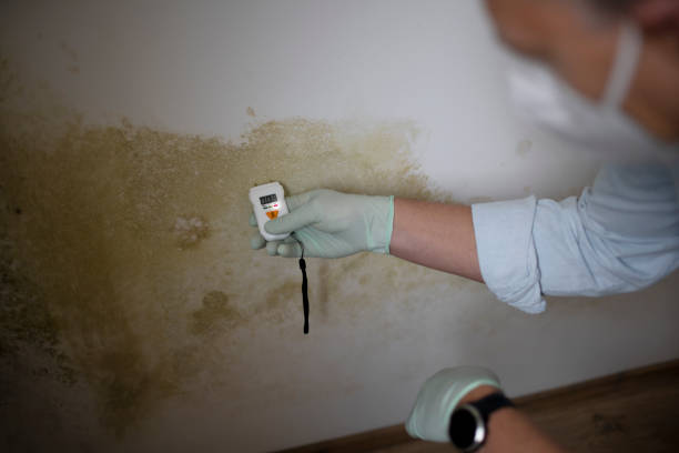 Best Local Mold Removal Service  in Shackle Island, TN