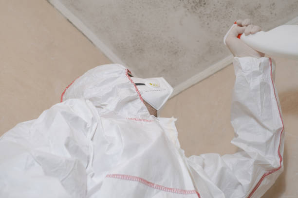 Professional Mold Removal in Shackle Island, TN