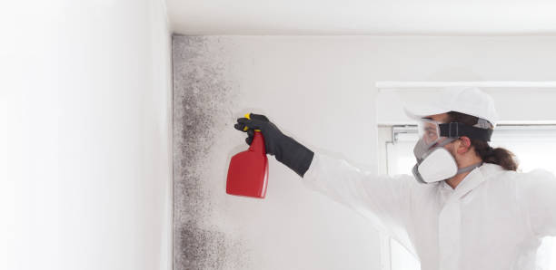 Best Mold Testing and Removal  in Shackle Island, TN