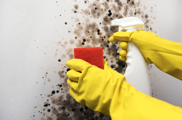 Best Black Mold Removal  in Shackle Island, TN