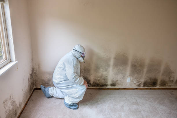 Best Mold Damage Repair  in Shackle Island, TN