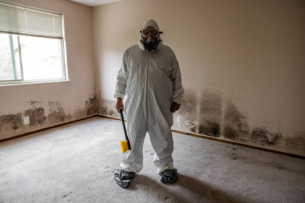 Best Residential Mold Removal  in Shackle Island, TN