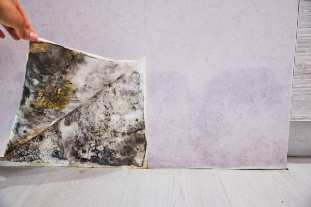 Best Residential Mold Removal  in Shackle Island, TN